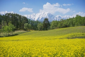 大町市中山高原ラビット