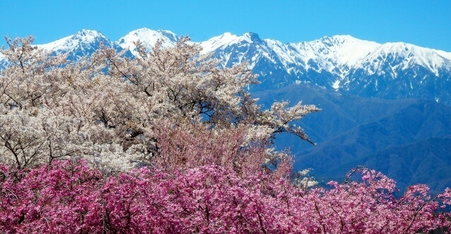 長野県高遠城址公園桜とアルプス
